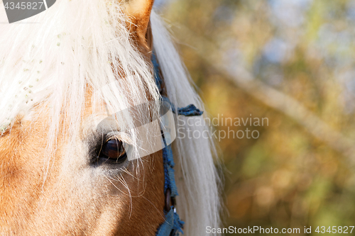 Image of Portrait of a brown horse