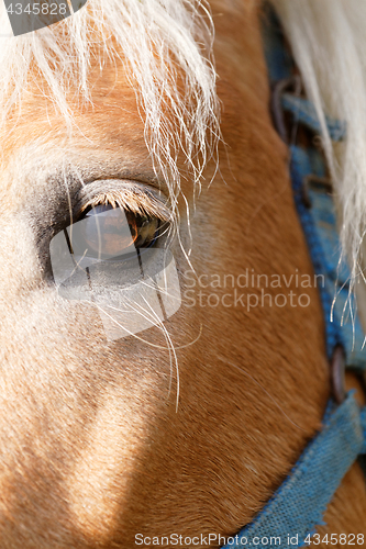 Image of Portrait of a brown horse