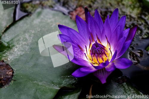 Image of Lotus flower on the water