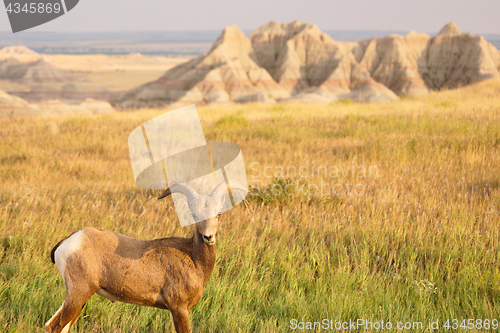 Image of Bighorn Sheep Male Ram Badlands National Park South Dakota