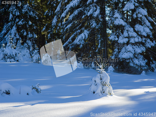 Image of winter landscape