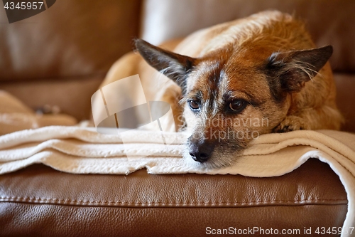 Image of Dog resting on the couche