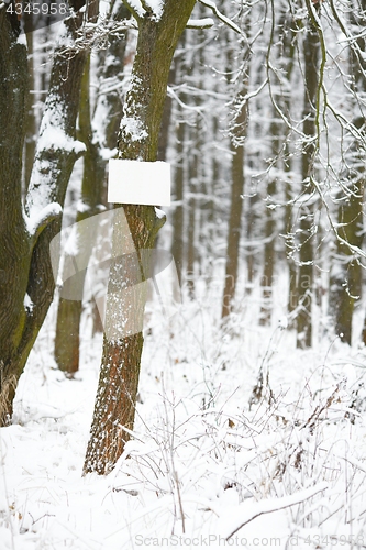 Image of Winter Forest Trees