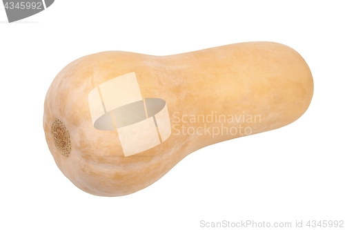 Image of Butternut squash on white