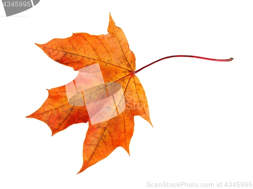 Image of Leaf on white