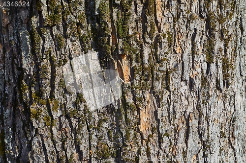 Image of Tree Trunk Closeup