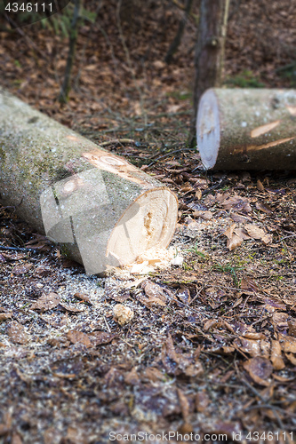 Image of cutted wood in the forest