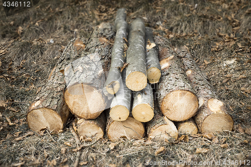 Image of cutted wood in the forest