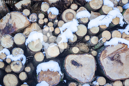 Image of cutted wood in the forest