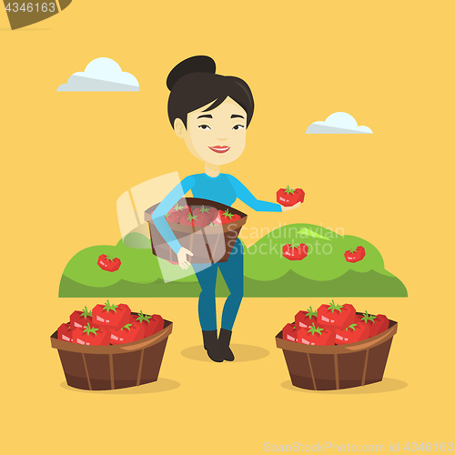 Image of Farmer collecting tomatos vector illustration.