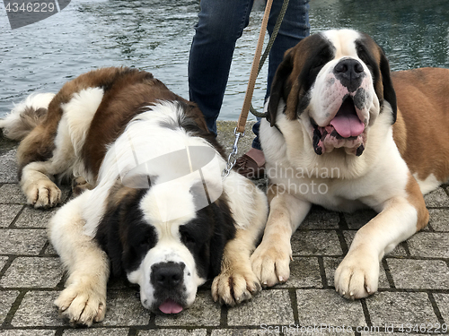 Image of Saint Bernard Dogs