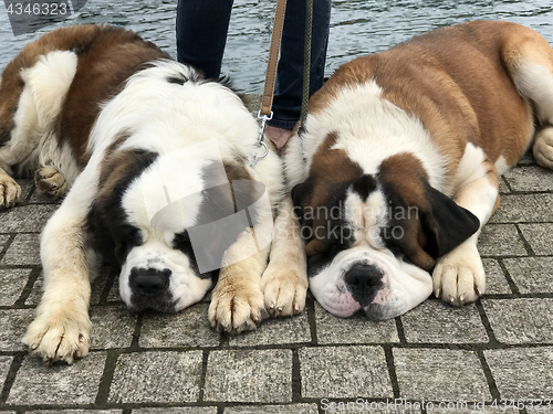 Image of Saint Bernard Dogs