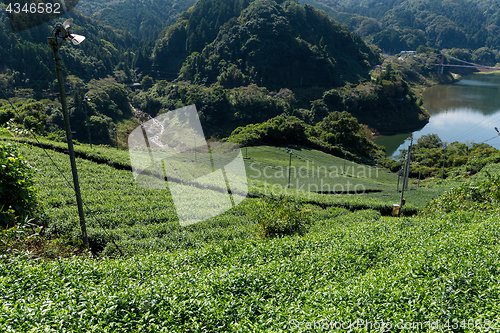 Image of Fresh green tea plantation