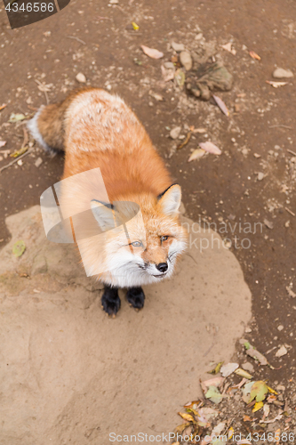 Image of Red fox waiting for food