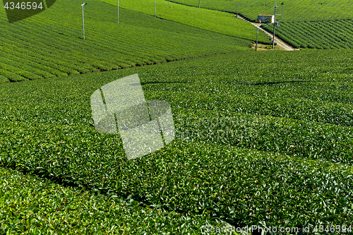 Image of Green tea farm