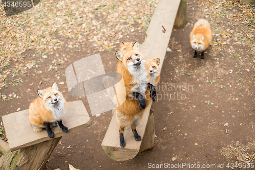 Image of Red fox in the park