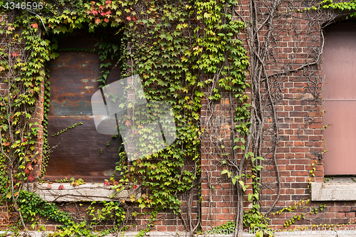 Image of Red brick and creeper 