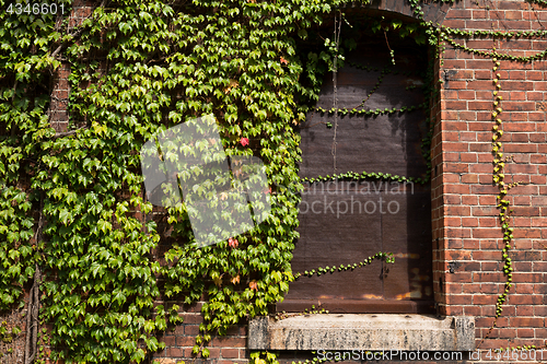 Image of Brick warehouse and creeper