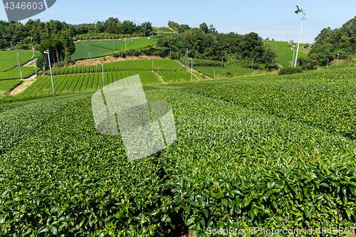 Image of Fresh tea meadow