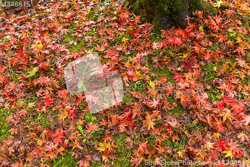 Image of Maple leaves on the ground