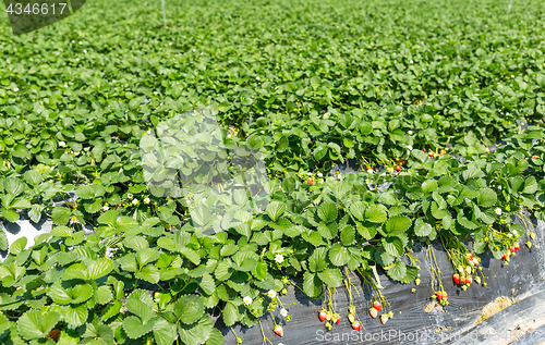 Image of Strawberry medow