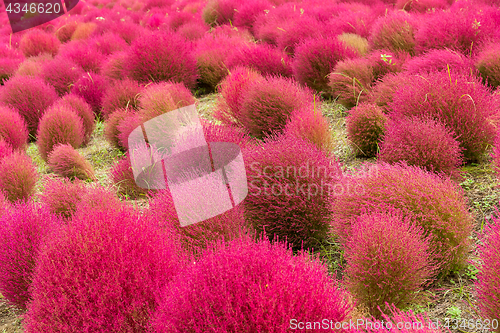 Image of Red Bassia scoparia field