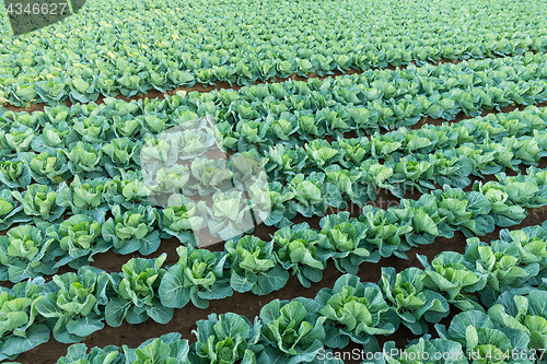 Image of Green vegetable farm