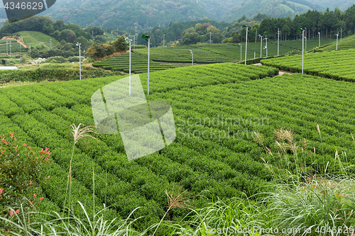 Image of Green tea field