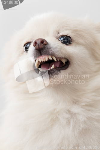 Image of White pomeranian getting angry