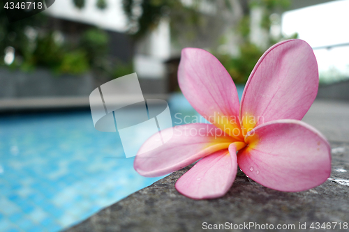 Image of Plumeria flower on ceramic tile border of swimming pool