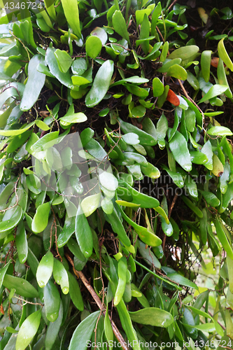 Image of Parasite plant on a tree