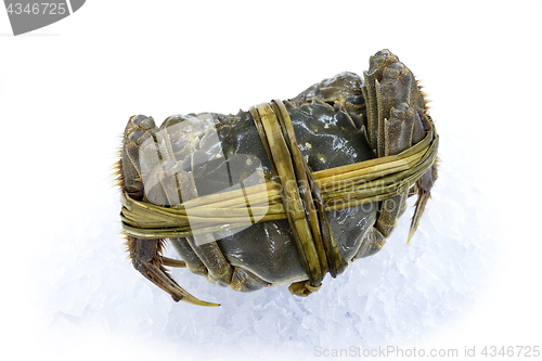 Image of Raw shanghai hairy crab