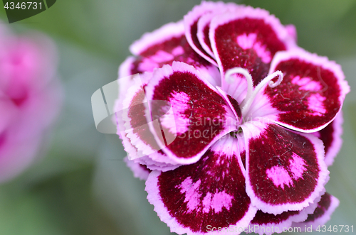 Image of Pink carnation flower in garden