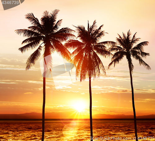 Image of palms at sunset 