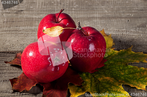 Image of Red apples with maple leaves