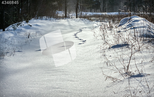 Image of Animal Tracks In The Snow