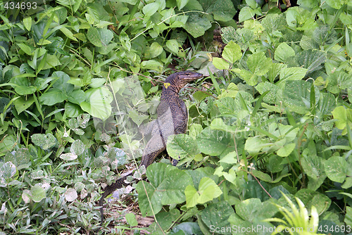 Image of Monitor lizard