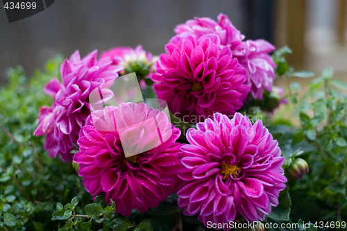 Image of Dahlia