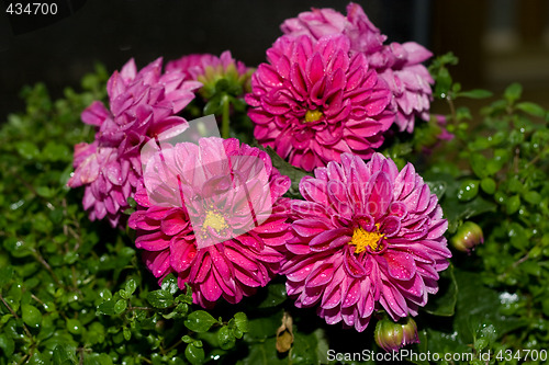 Image of Dahlia