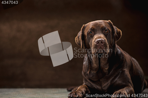 Image of The portrait of a black Labrador dog taken against a dark backdrop.