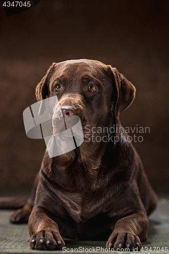 Image of The portrait of a black Labrador dog taken against a dark backdrop.