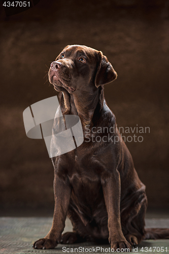 Image of The portrait of a black Labrador dog taken against a dark backdrop.