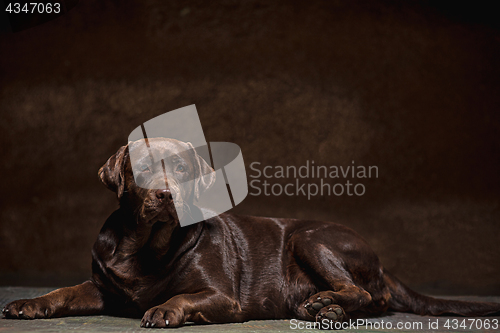 Image of The portrait of a black Labrador dog taken against a dark backdrop.