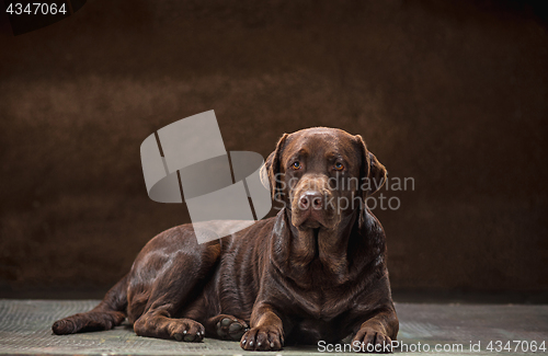 Image of The portrait of a black Labrador dog taken against a dark backdrop.