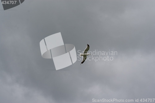 Image of Seagull in stormy weather