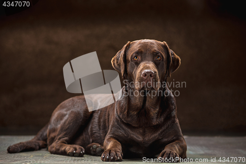 Image of The portrait of a black Labrador dog taken against a dark backdrop.