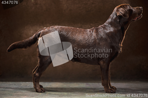 Image of The portrait of a black Labrador dog taken against a dark backdrop.