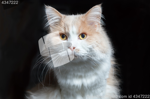 Image of Frontal Portrait of a ginger white cat on a black background...