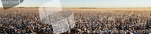 Image of Cotton plants appear in neat rows on a Texas plantation