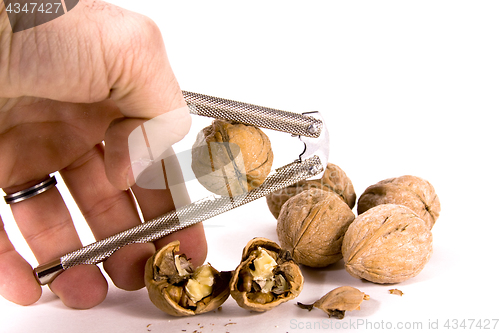 Image of Cracking Walnuts